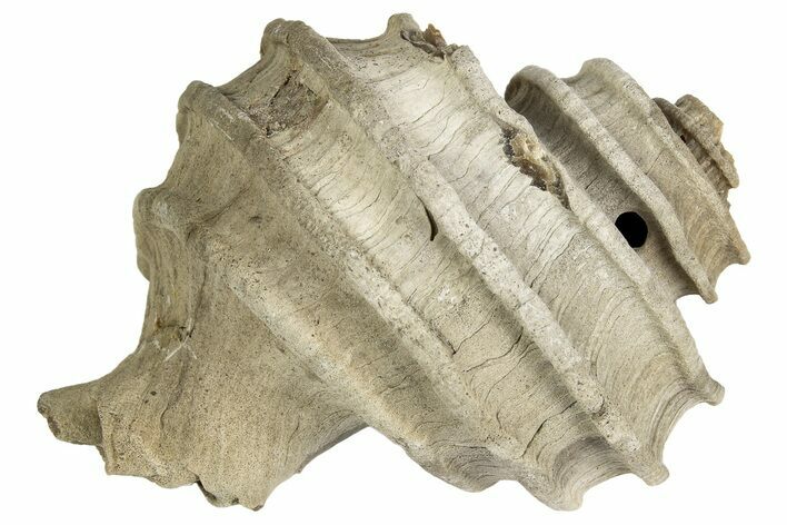 Miocene Gastropod (Ecphora) Fossil - Maryland #189509